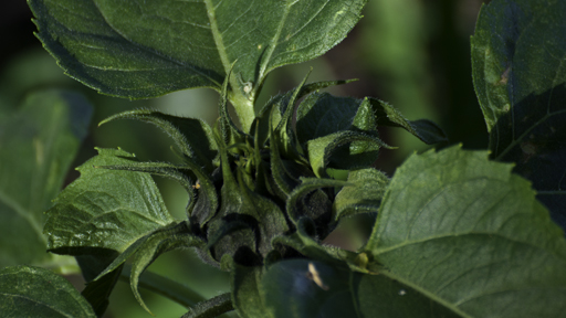 Sunflower Bud