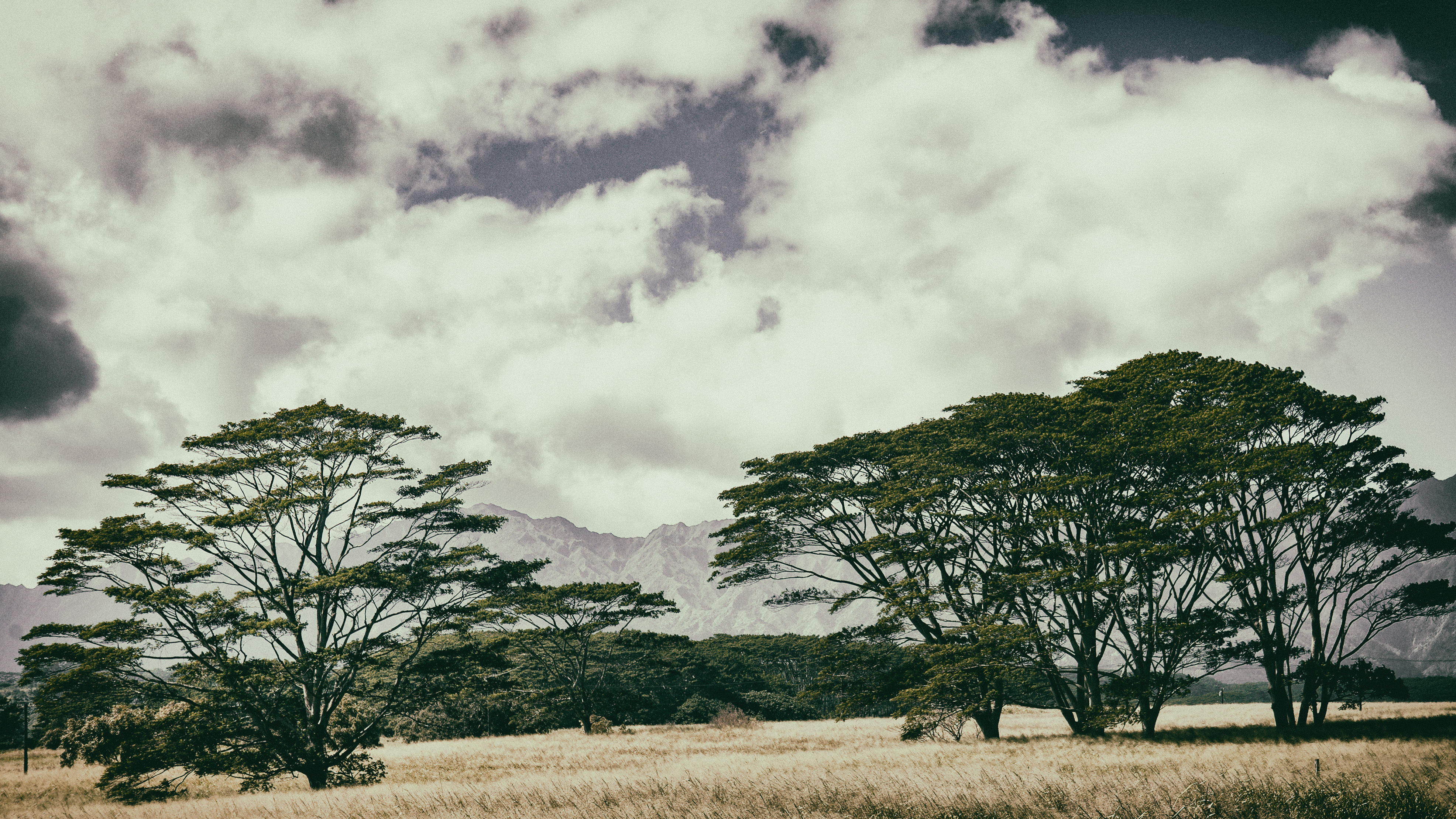 Kauai Acacias