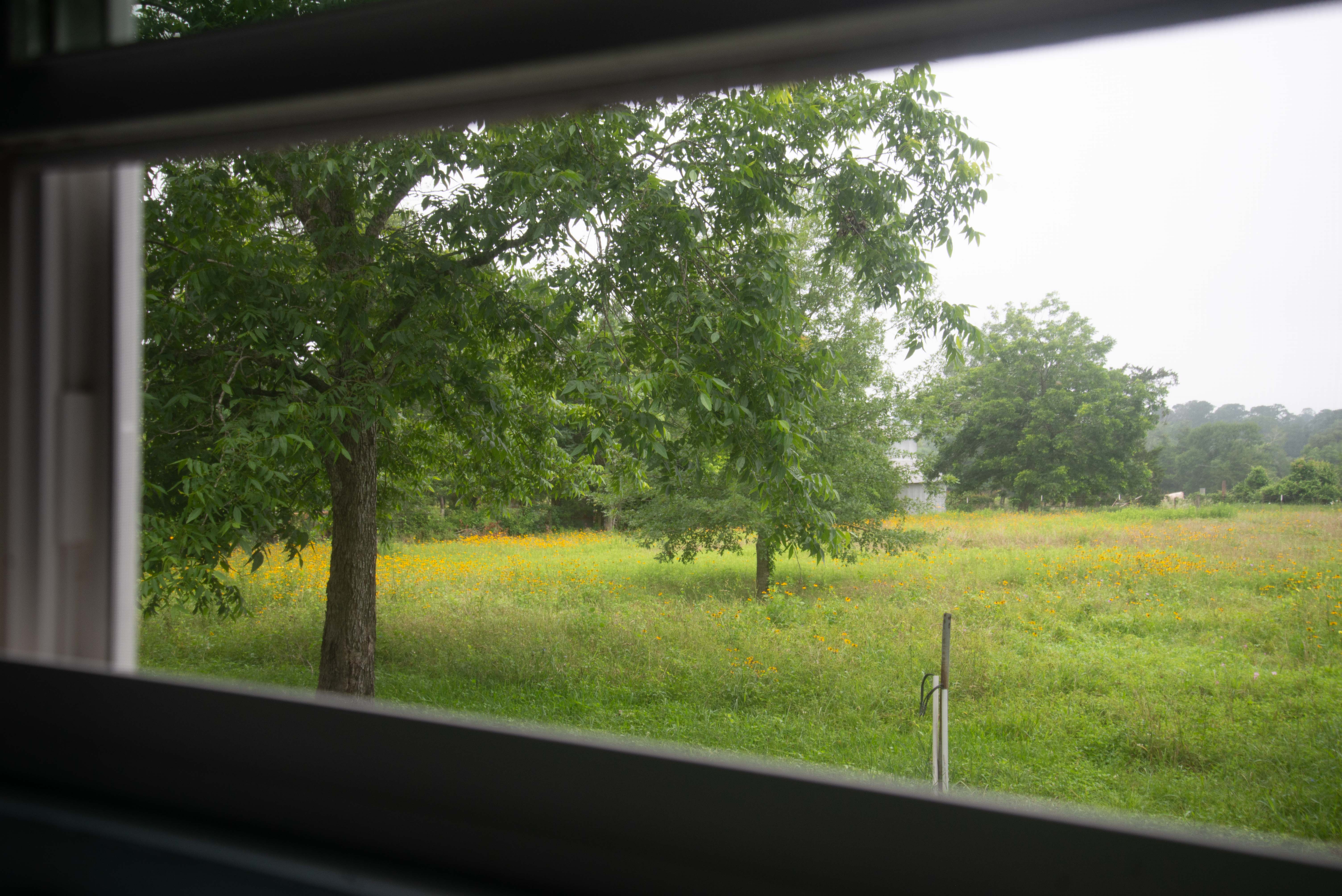 Out the Kitchen Window
